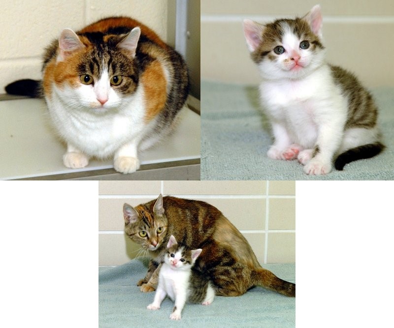 3 pav. Viduryje – klonuotas kačiukas Copycat (cc) su savo mamomis: kairėje – katė mama Rainbow, iš kurios kūno ląstelės buvo paimtas branduolys; dešinėje – kačiukas cc su surogatine mama. Šaltinis www.britannica.com/science/cloning/images-videos