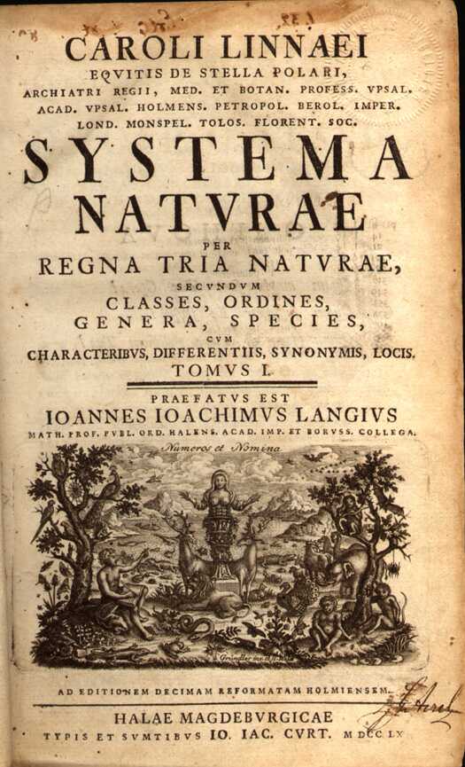 Švedų botanikas Karolis Linėjus (Carl von Linnaeus) 1735 m. išleistame veikale „Systema naturae“ pirmą kartą augalų pasaulį suskirstė pagal gentis ir rūšis. Šiame veikale vietos atsirado vietos tiek mėtai, tiek ir čiobreliui.