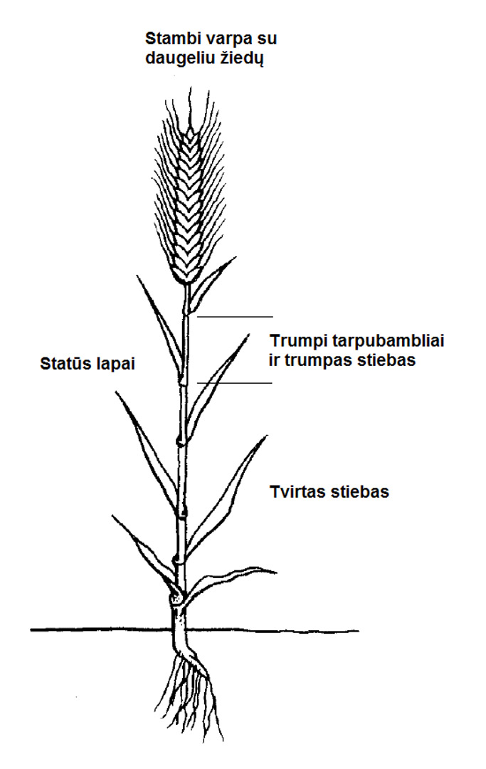 Šiuolaikinės vasarinio kviečio veislės augalo morfologinis modelis
