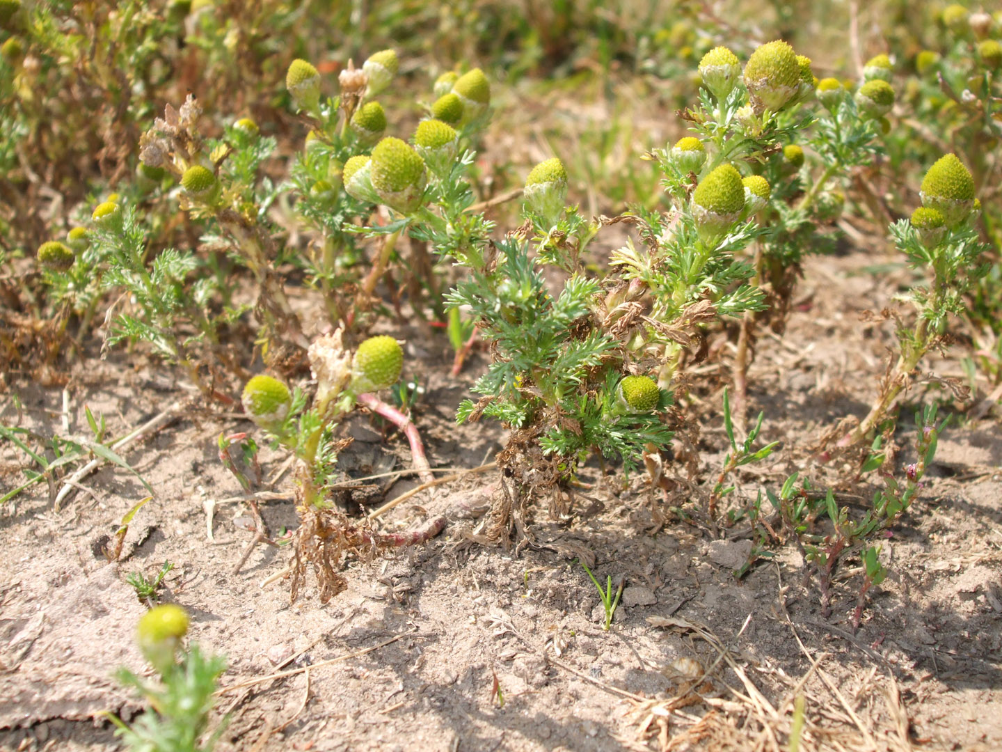 Ruderališkos strategijos augalai – bevainikės ramunės (Matricaria discoidea). Auga kiemuose, pakelėse, dykvietėse ir pan. Žydi birželio–rugpjūčio mėnesiais