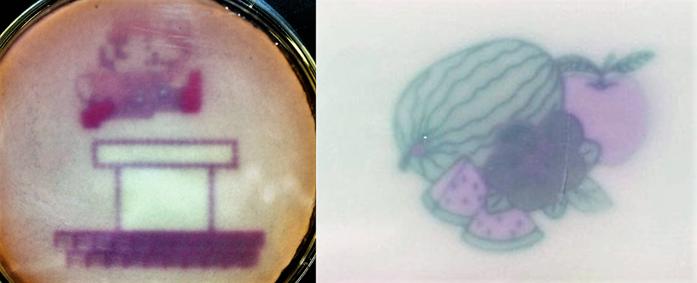 E. coli bakterijų sukurtos spalvotos iliustracijos. Šaltinis – Fernandez-Rodriguez ir kt., 2017, Nat Chem Biol, 13:706-8.