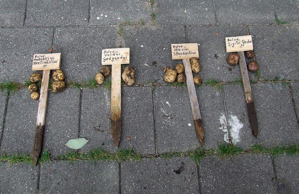 Bulvės, 2013 m. augintos mirusiems poetams atminti, Litmenio redakcijos kiemelyje (Mėsinių g. 4, Vilnius). gyčio norvilo nuotrauka